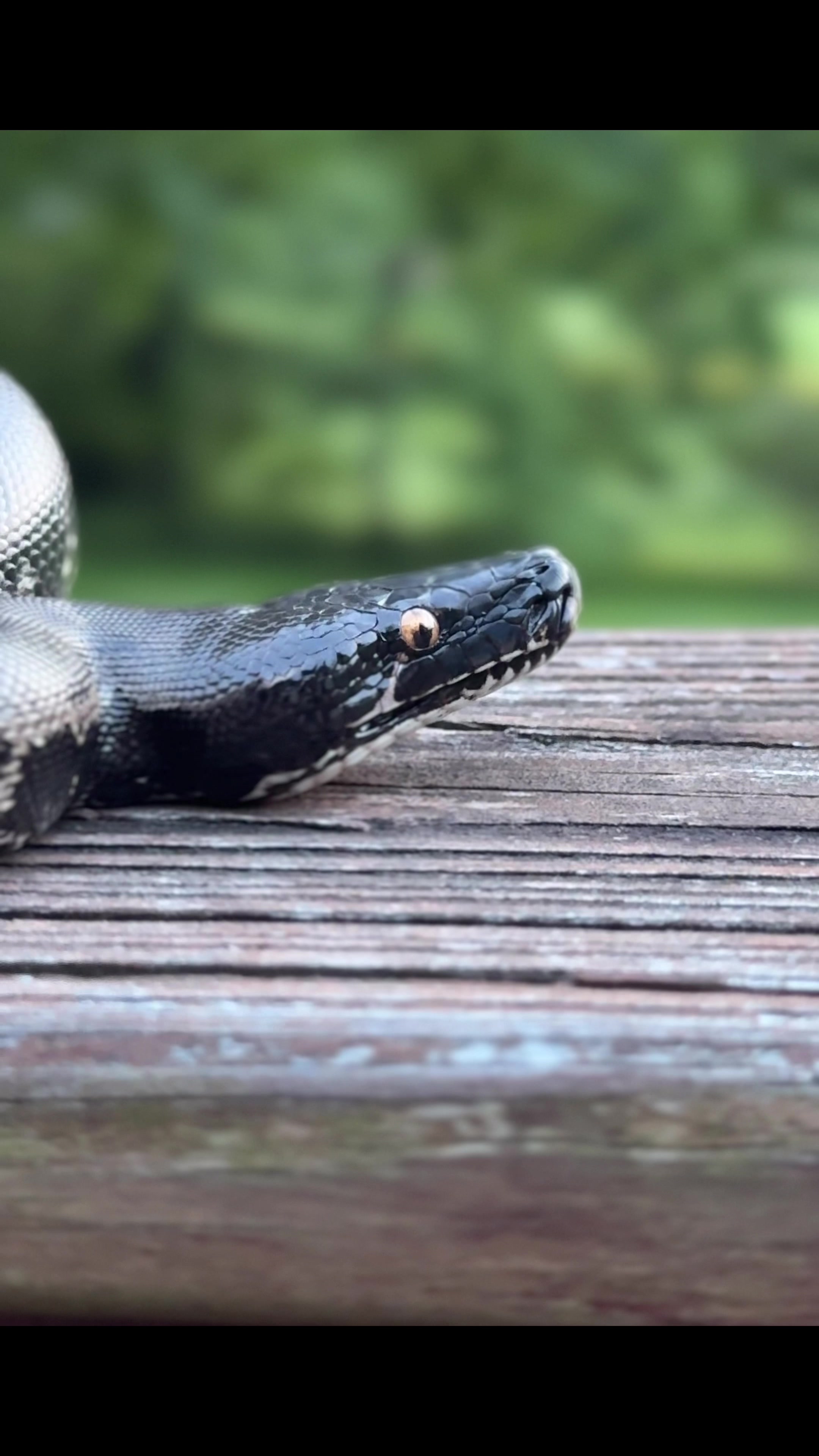 @Short-Tailed Pythons, LLC