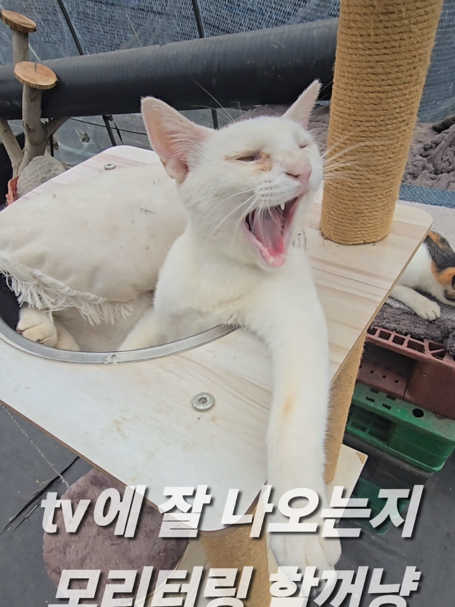 @유튜브 윤파머 납작복숭아