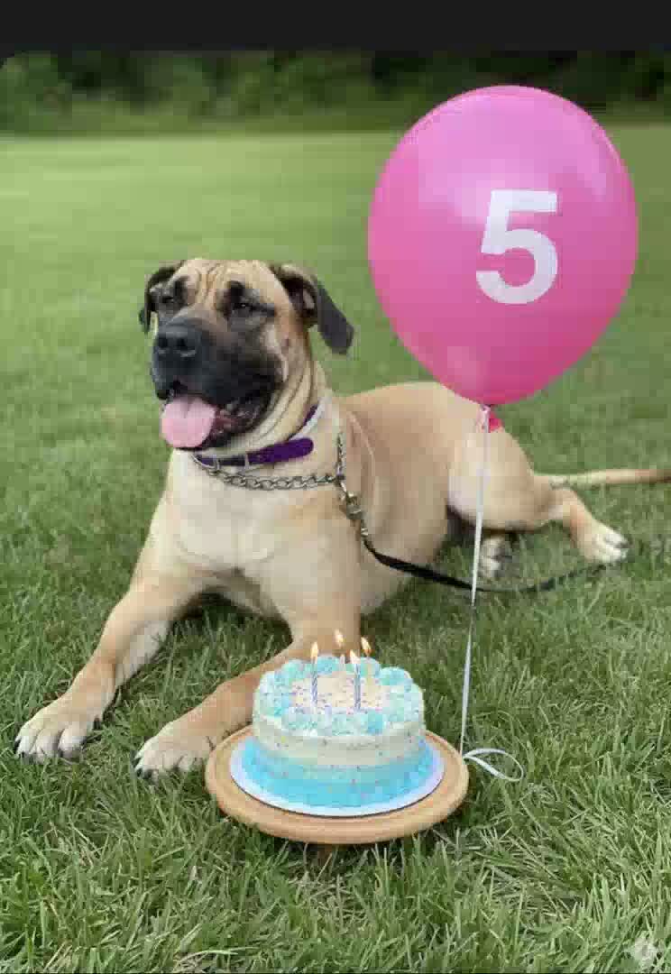@Cane Corso For Adoption