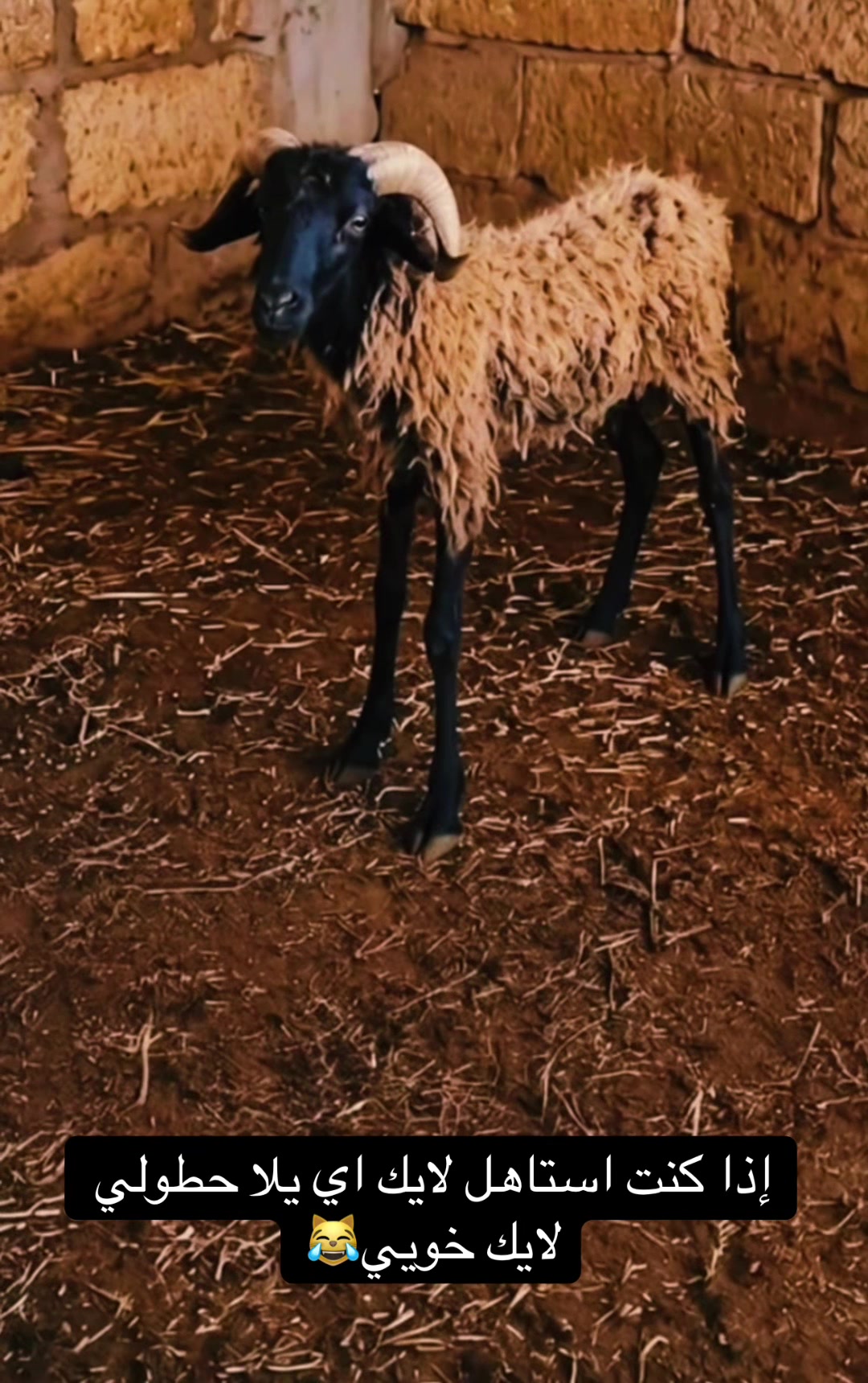 @سيناريو سريع😹