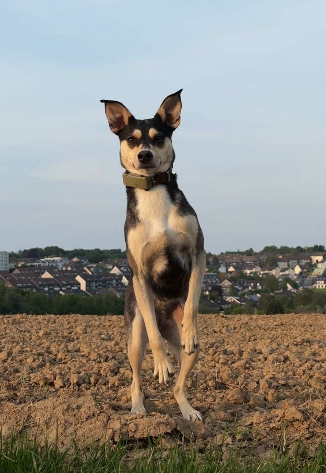 @🐾
