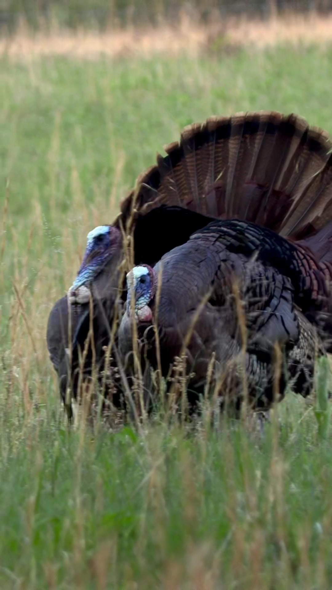 @FOXPRO Game Calls