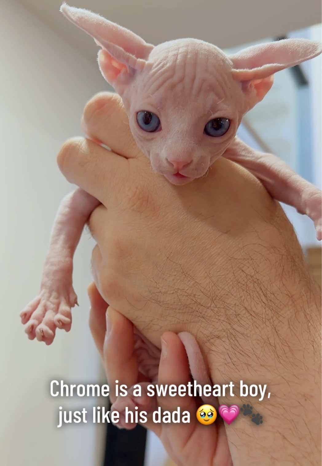 @Boba’s Buds Minskin Cats
