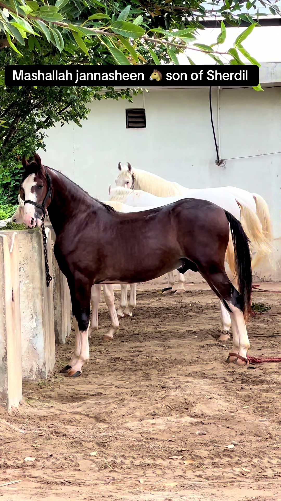 @SUNRISE STUD FARMS RAWALPINDI
