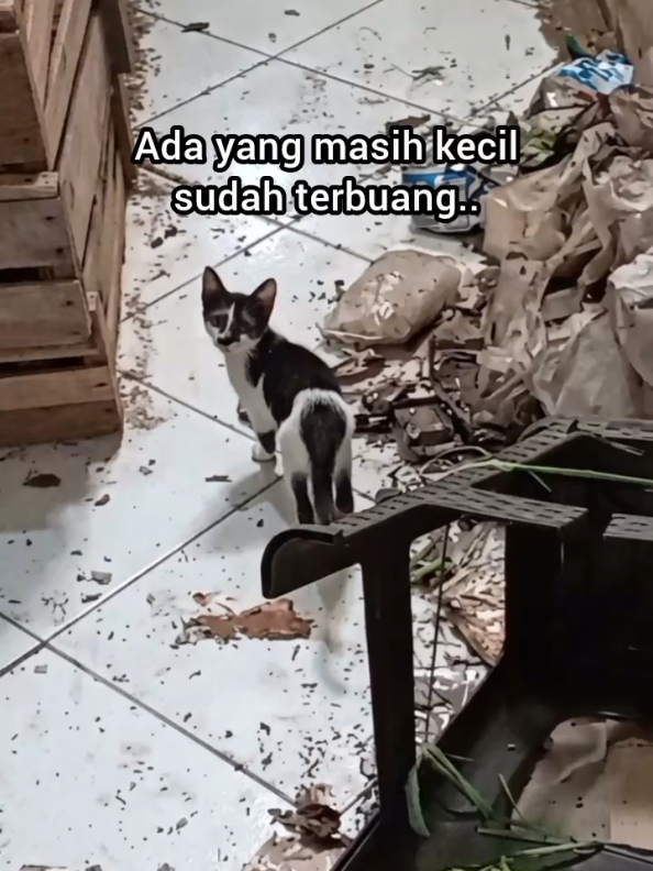 @Kucing Rumah Ronal