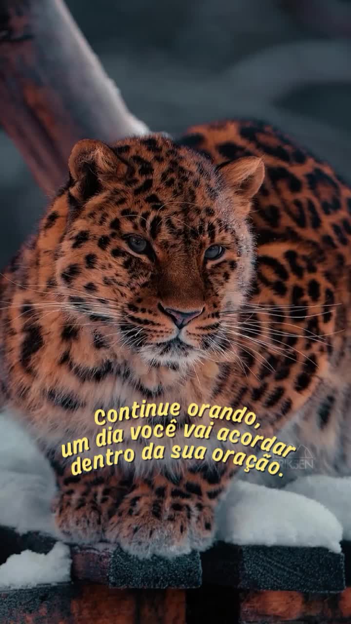 @𝙁𝙚𝙡𝙞𝙣𝙖.𝙈𝙚𝙣𝙩𝙚96🐆❤️
