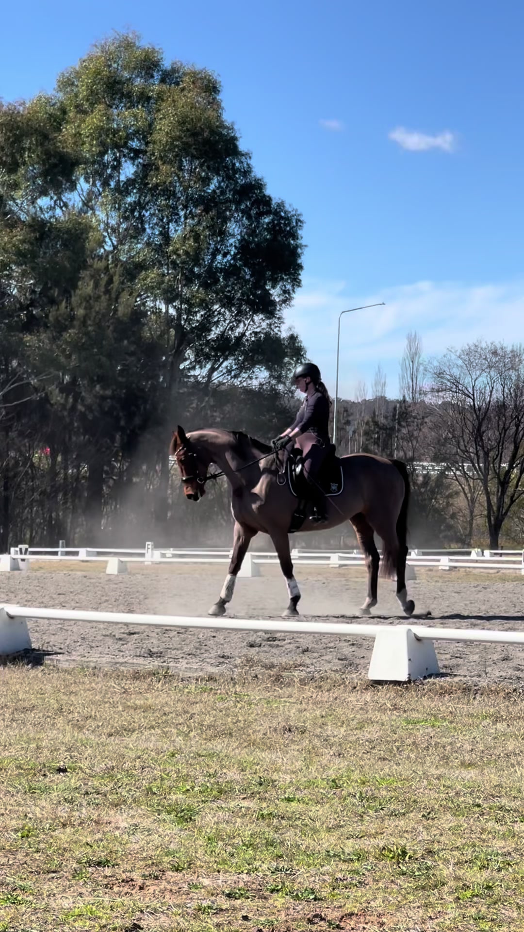 @TDDG Equestrian