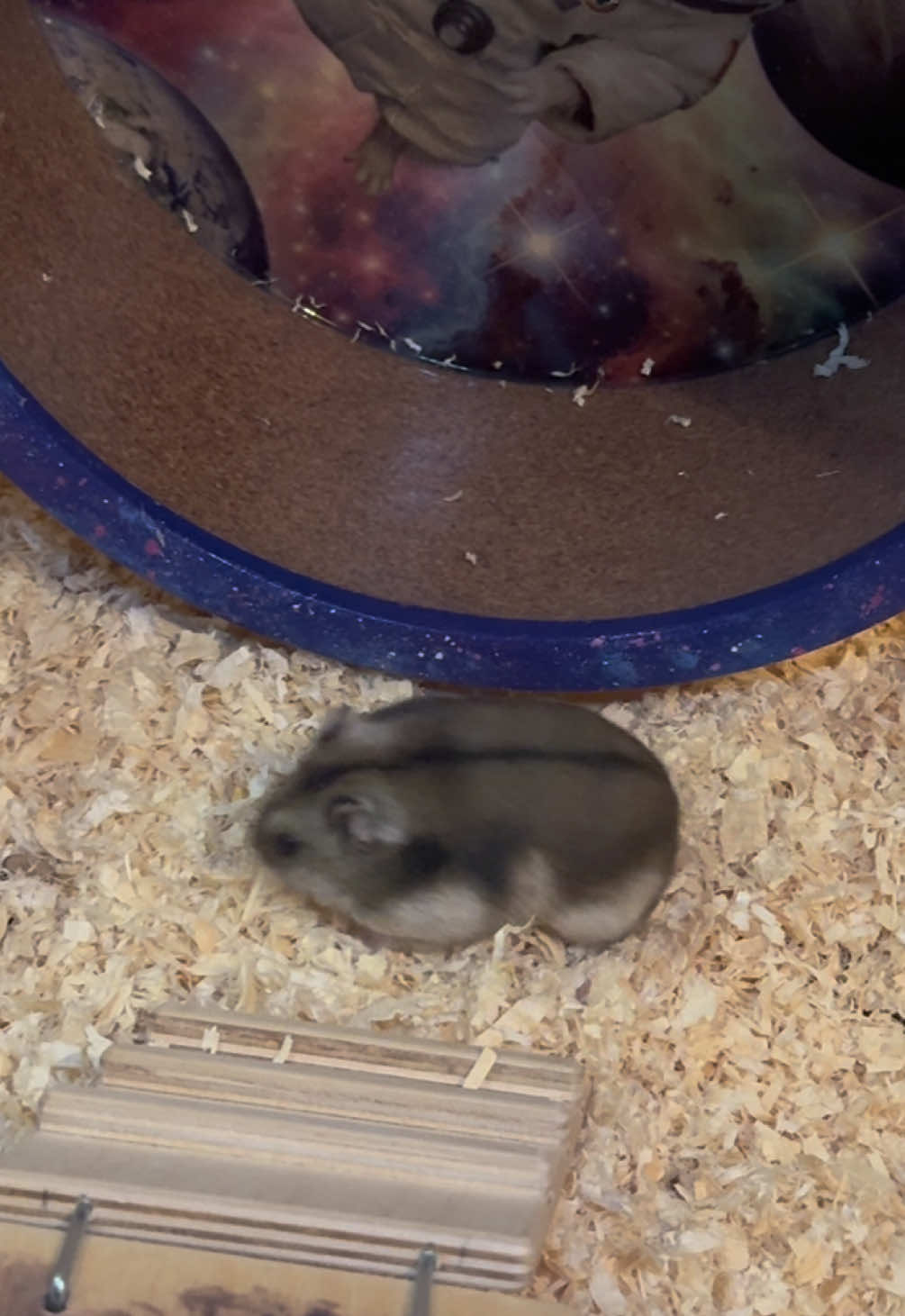 @хомяк Ричард 🐹