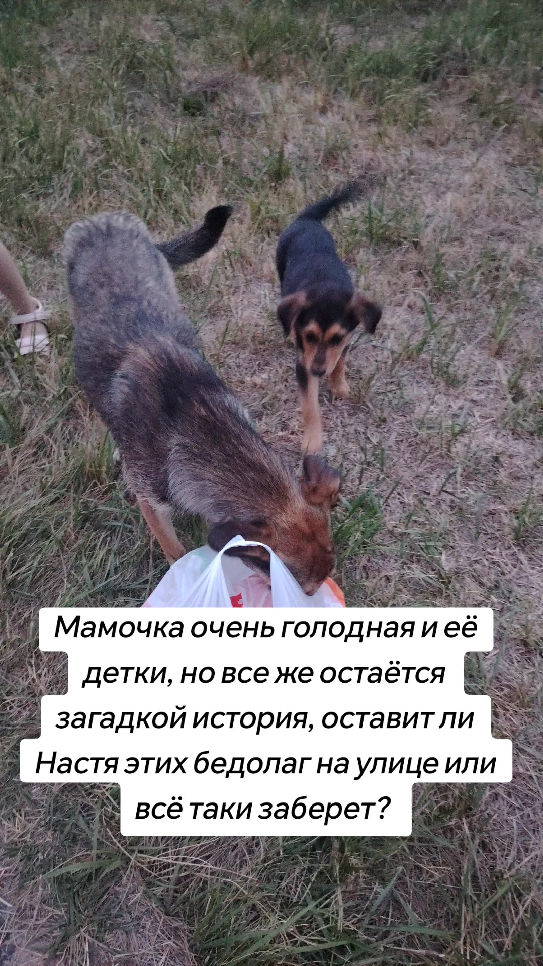 @Передержка «Лёнин рай» 🐶🦮