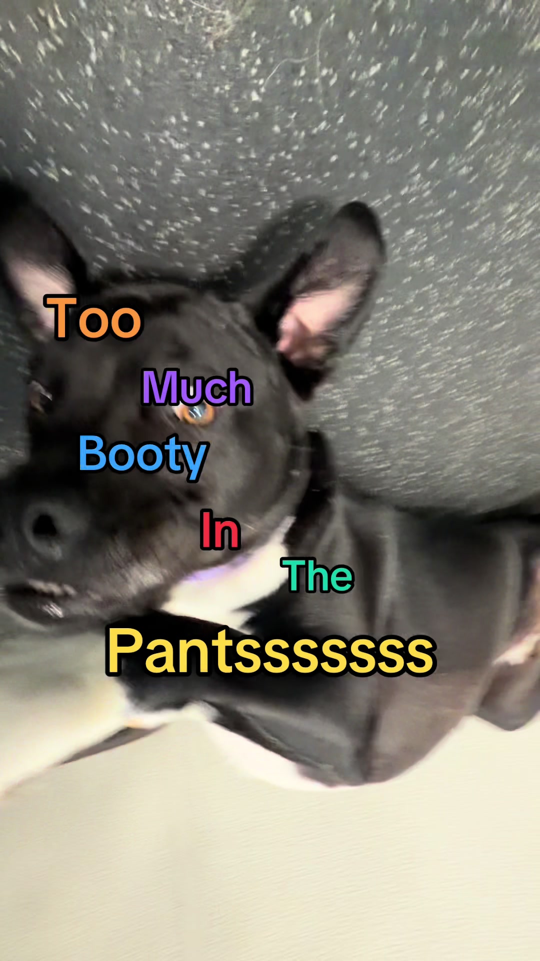 @Dogtopia South Ann Arbor