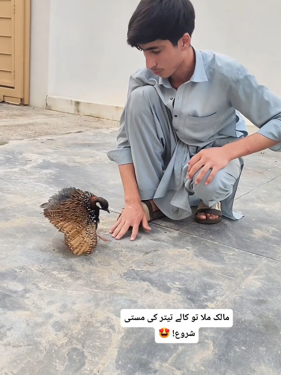 @Birds Lover