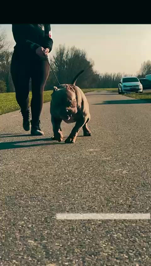 @RAW BULLYS