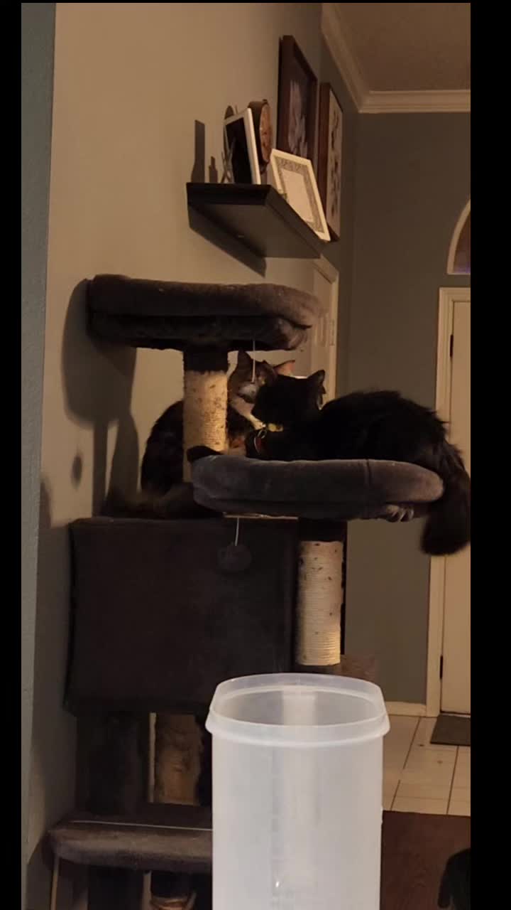 @crazycatcrew