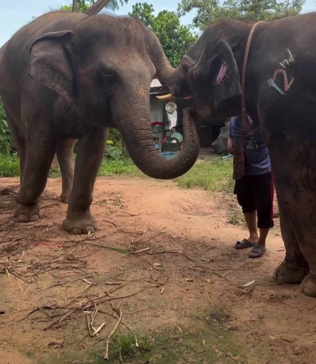 @aoraeeFcMooming🐘❤️