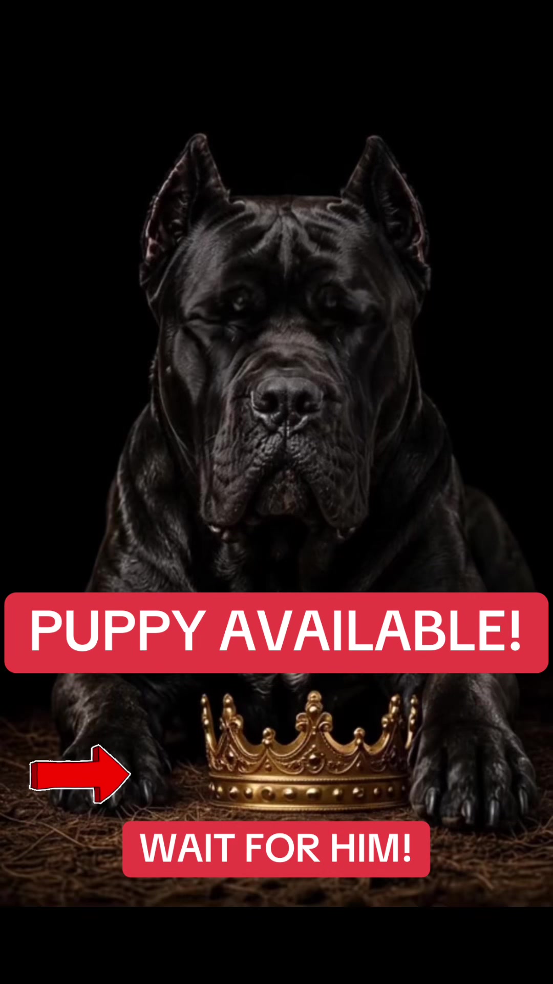 @Ultimate Puppies
