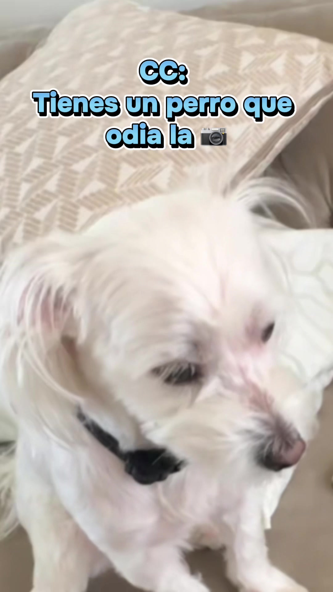 @💜Leo mi hijo de 4🐾🥰💜
