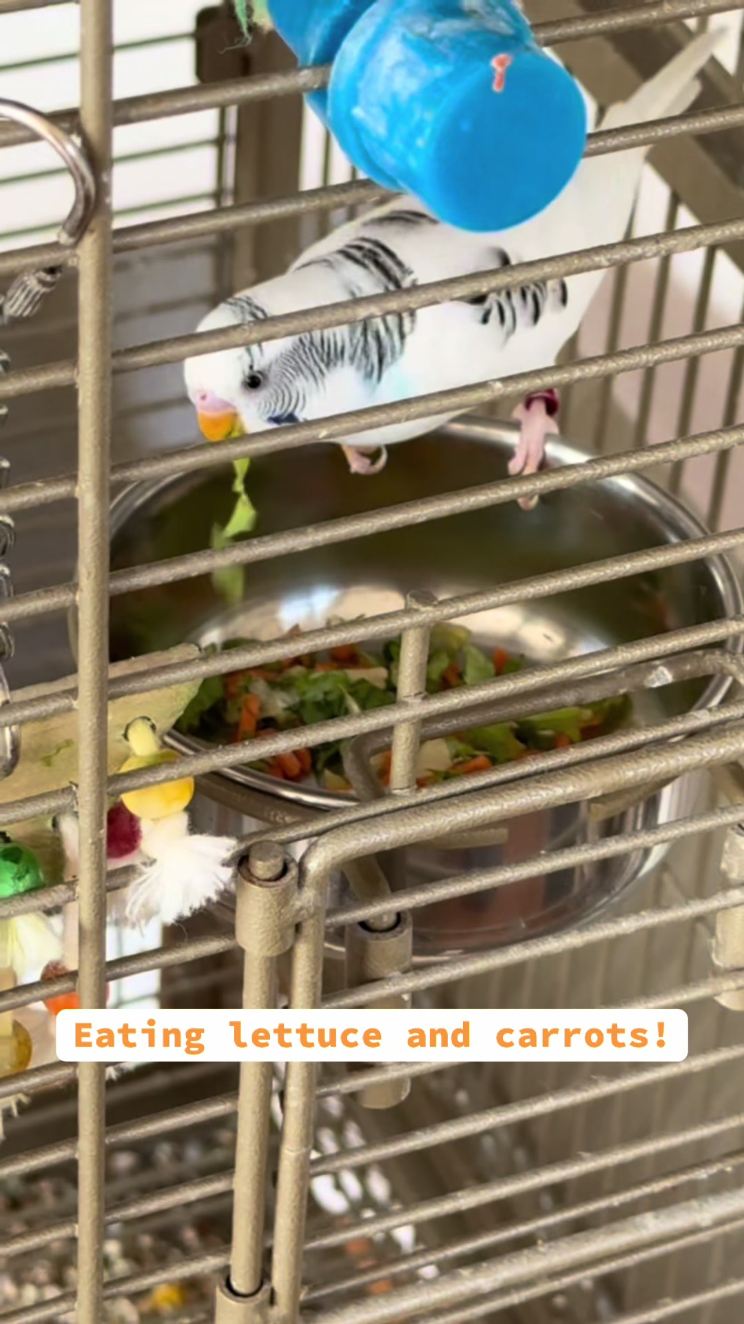 @The budgie trio