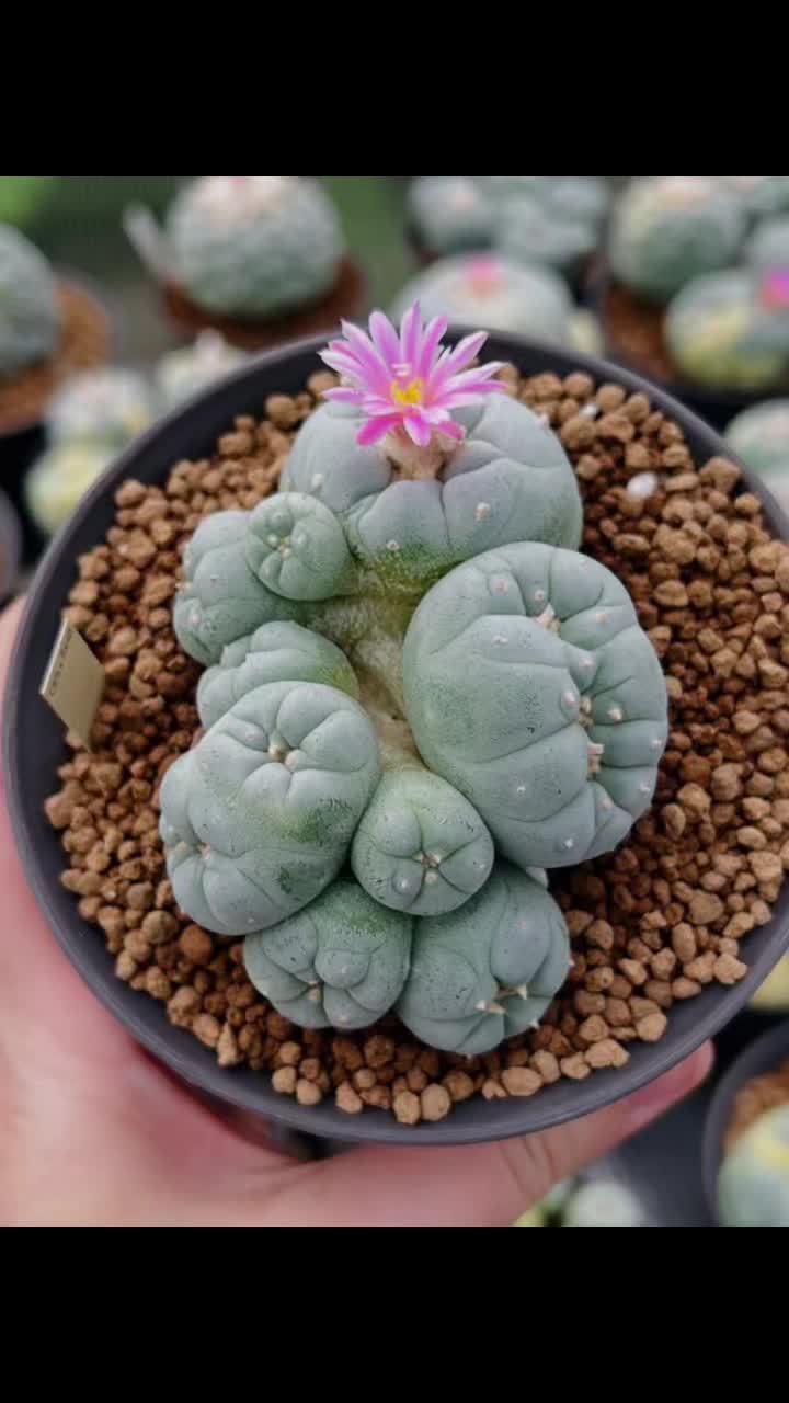 @Forest Lake Gardens