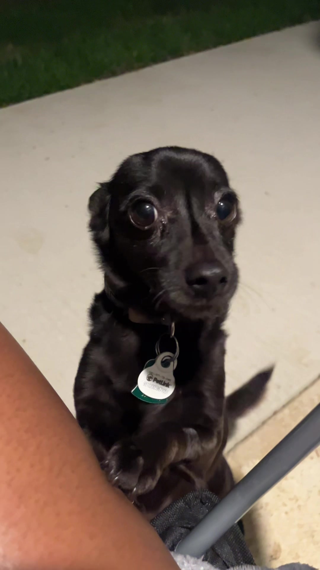 @Blackjack_Chihuahua