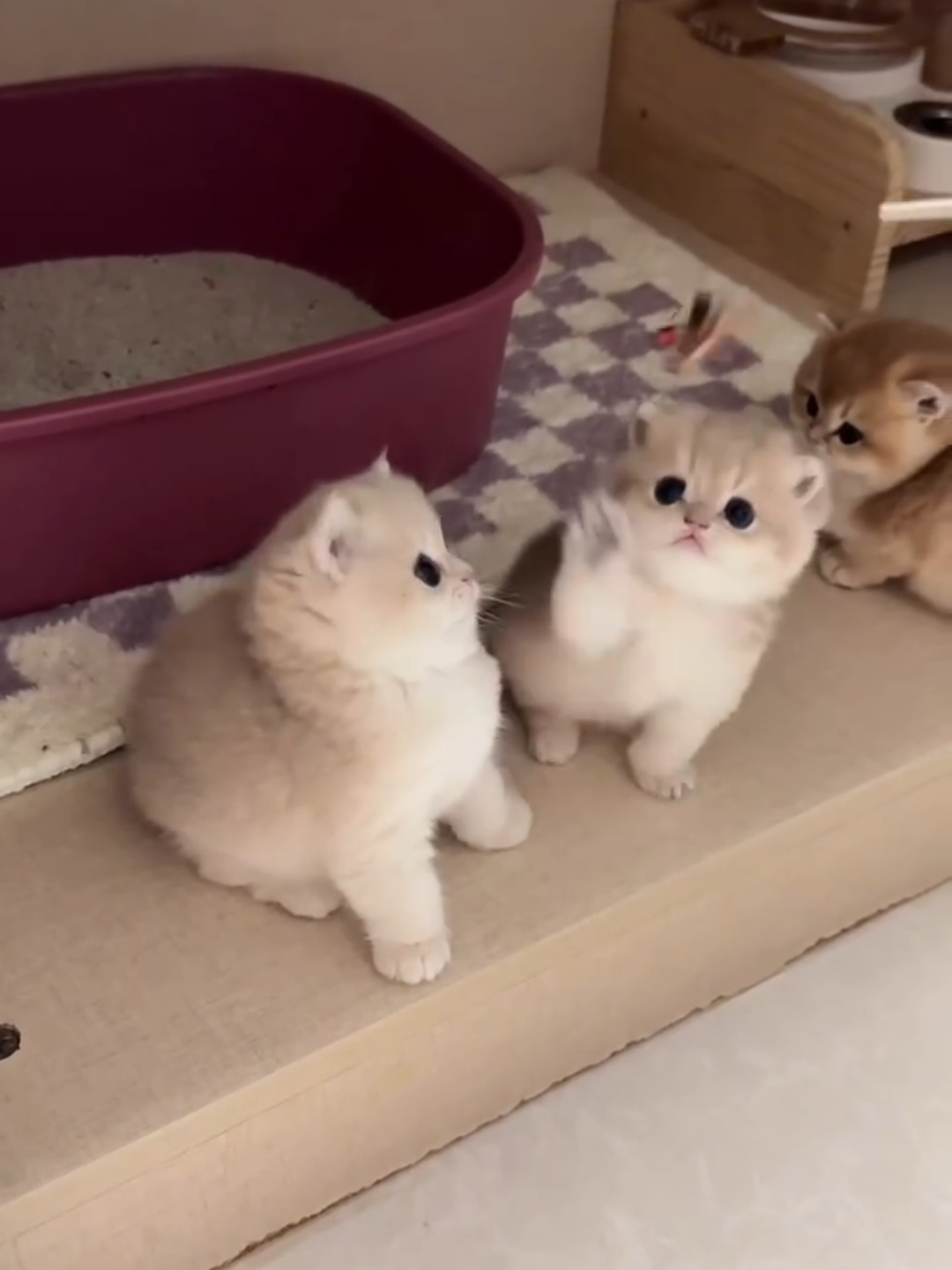 @Chonky World Of Cats
