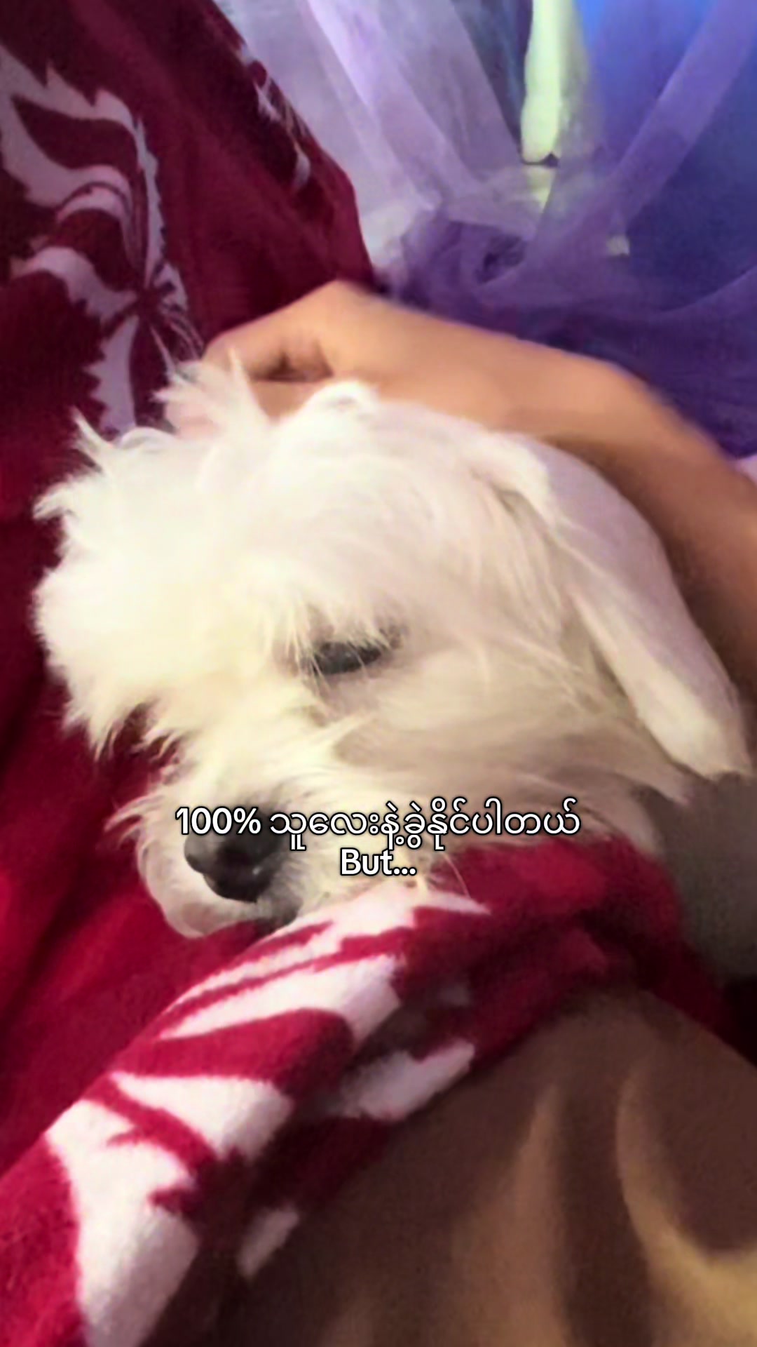 @piko_withu