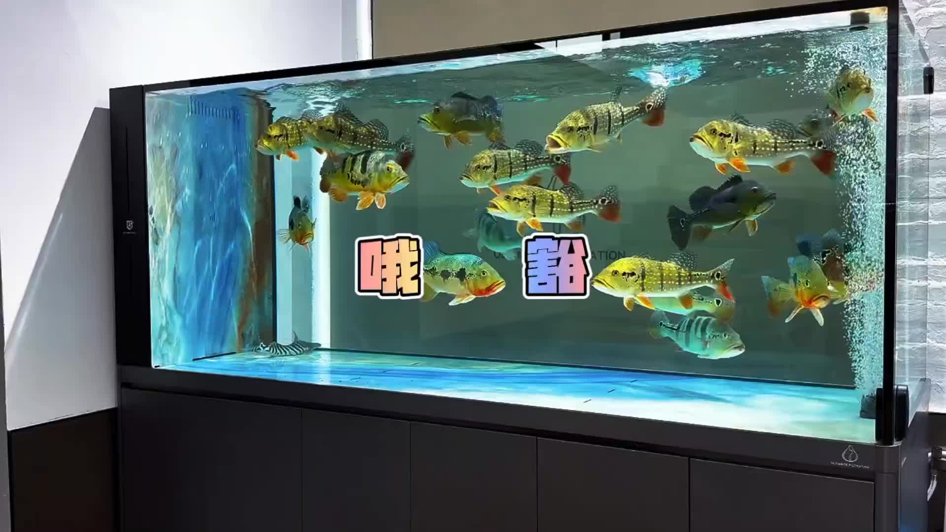 @Monsterfishkeeper