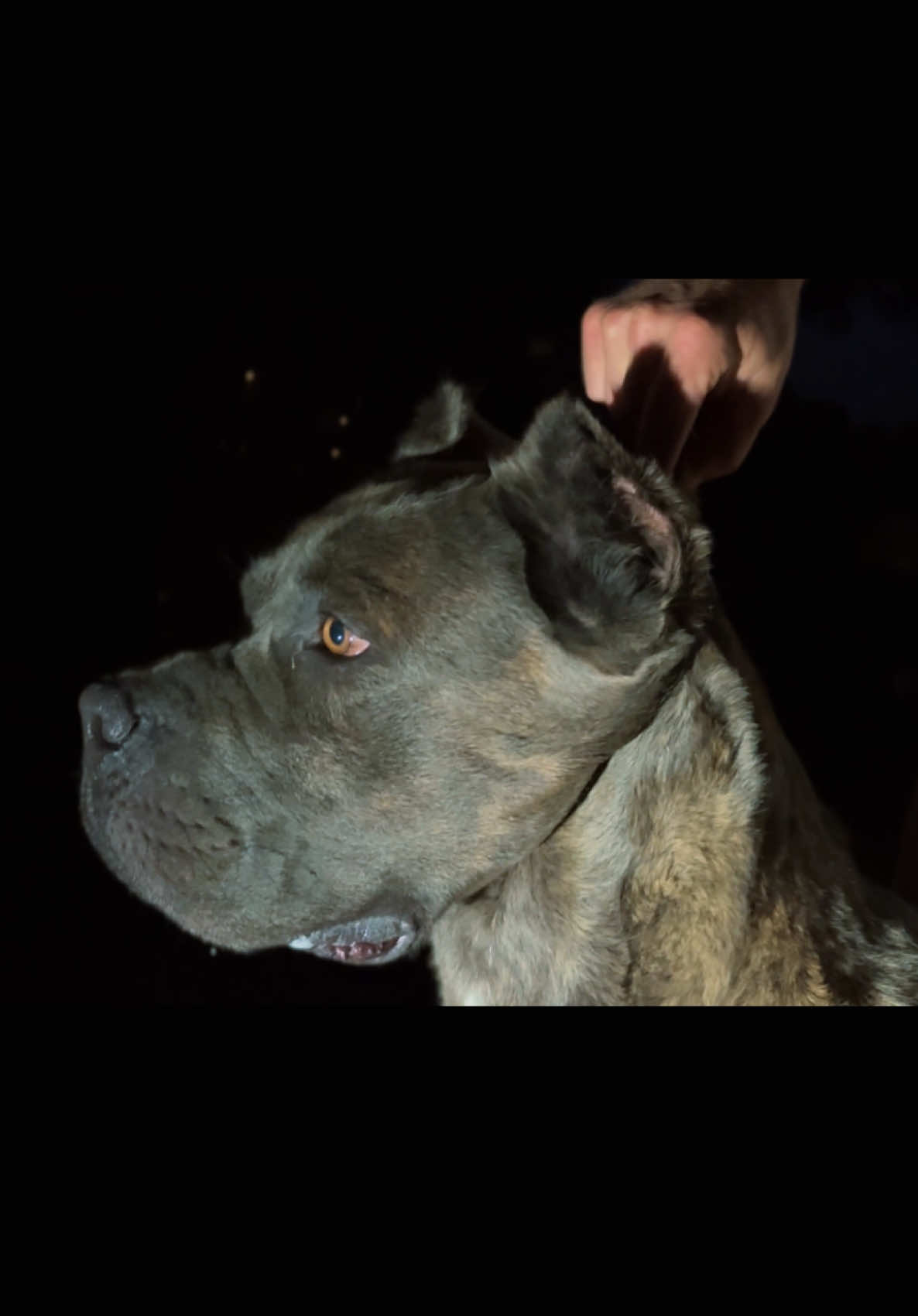 @americana_kennels
