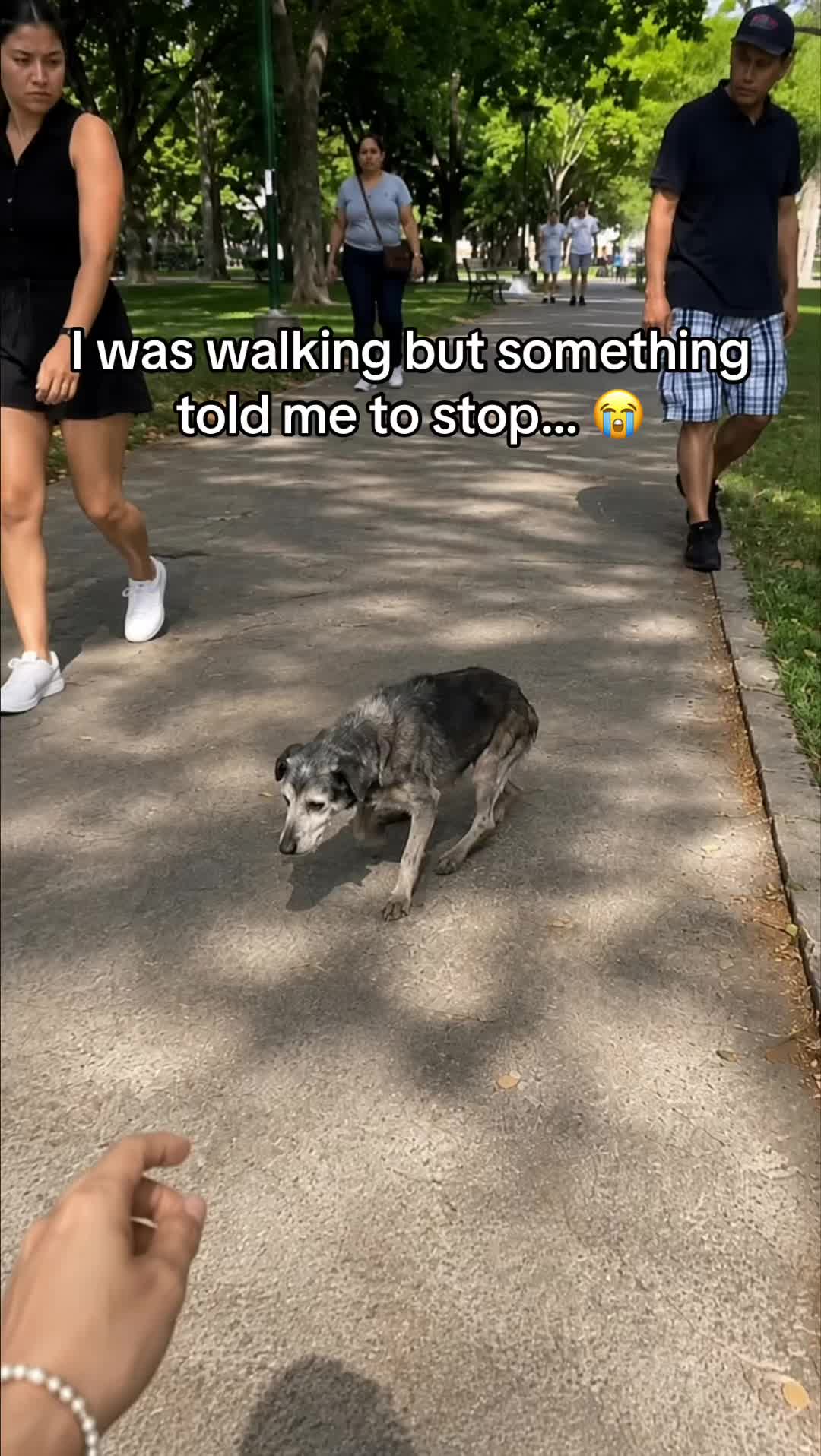 @SavlahPets