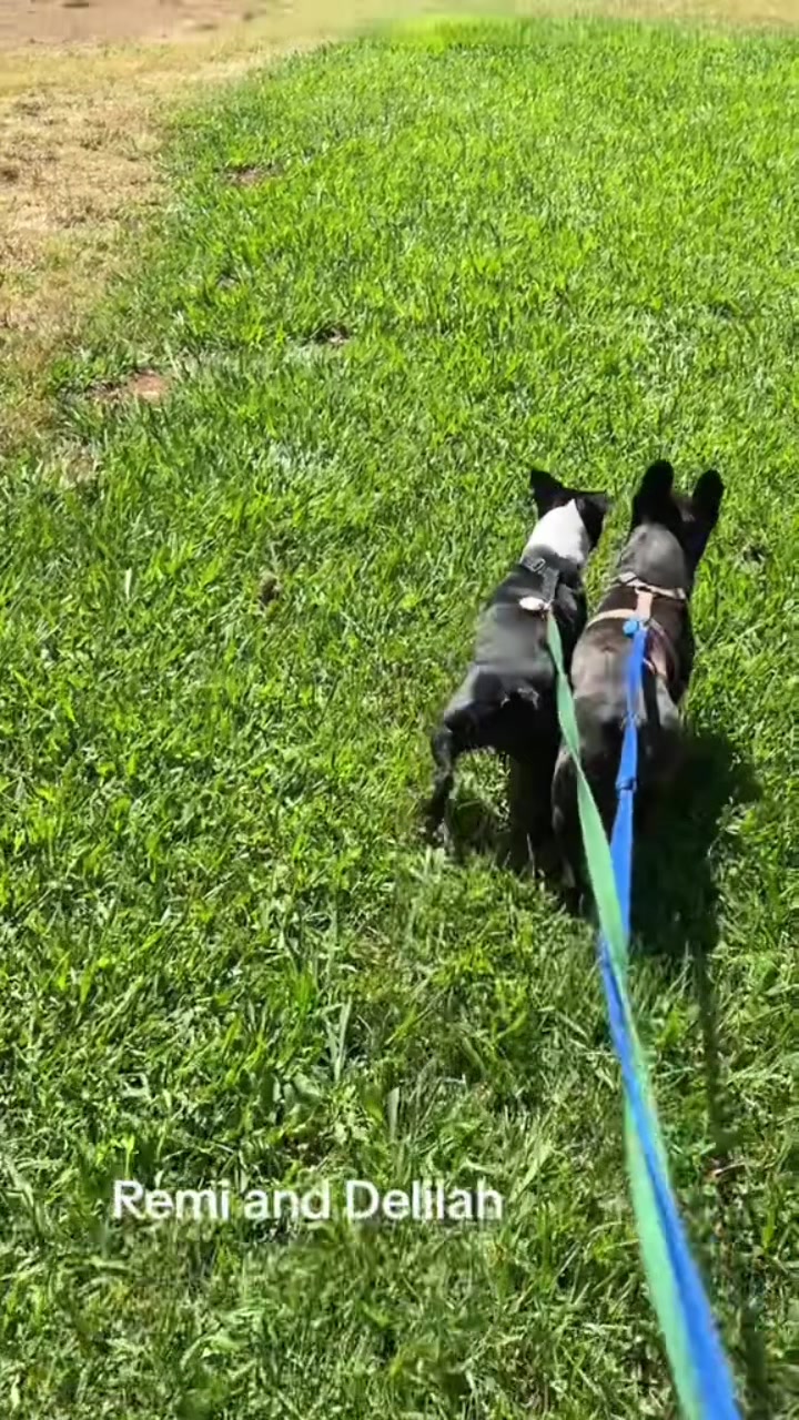 @Laurie&rsquo;s-remi&delilah