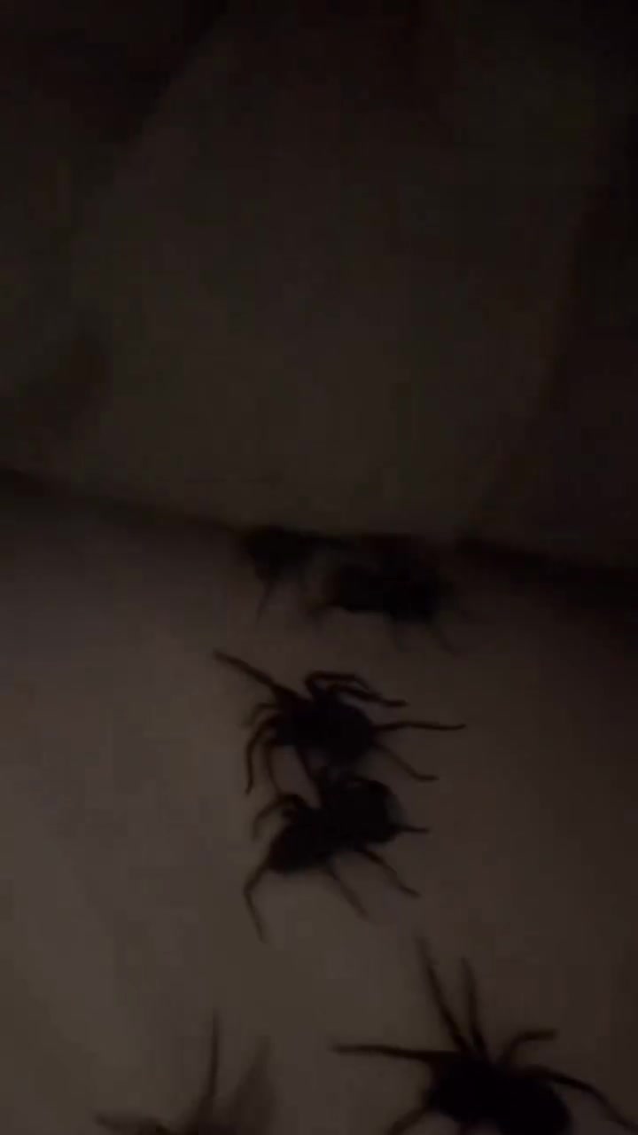 @SCARYVIDEOS