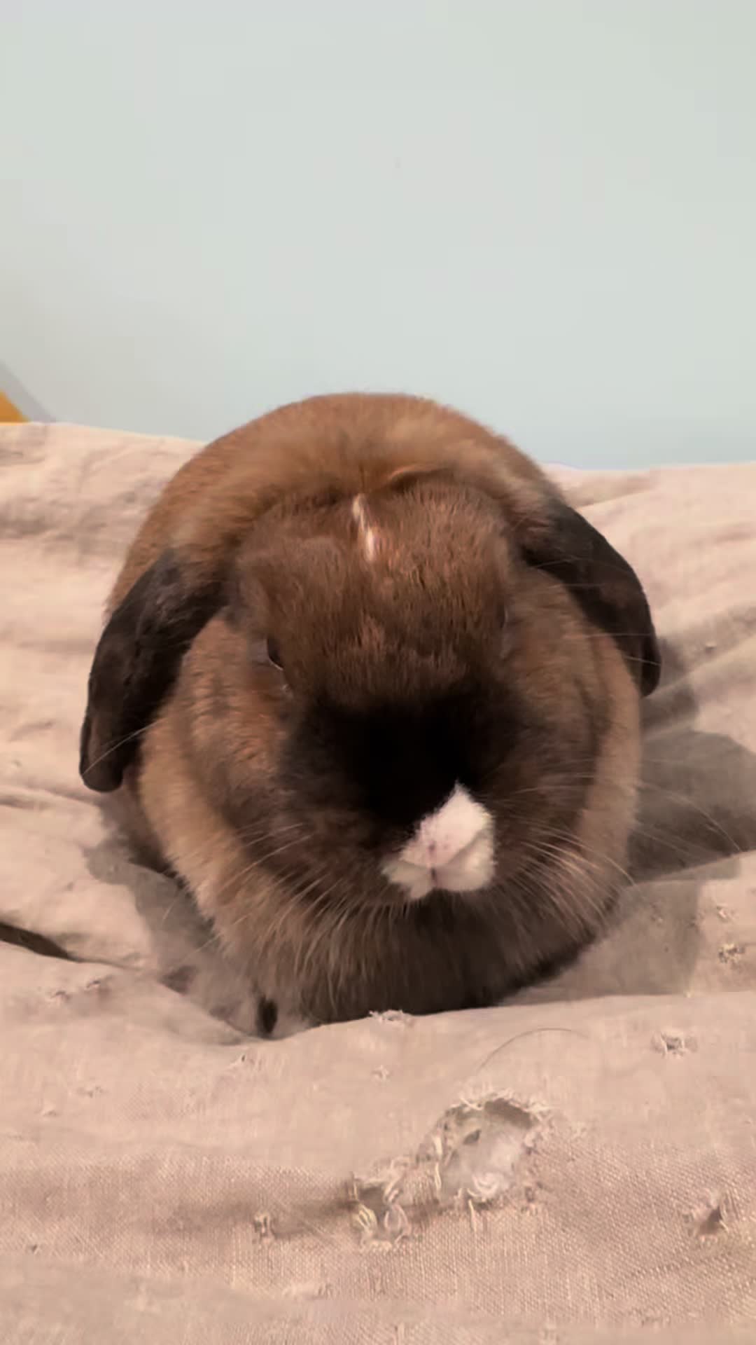 @honeythebunny24