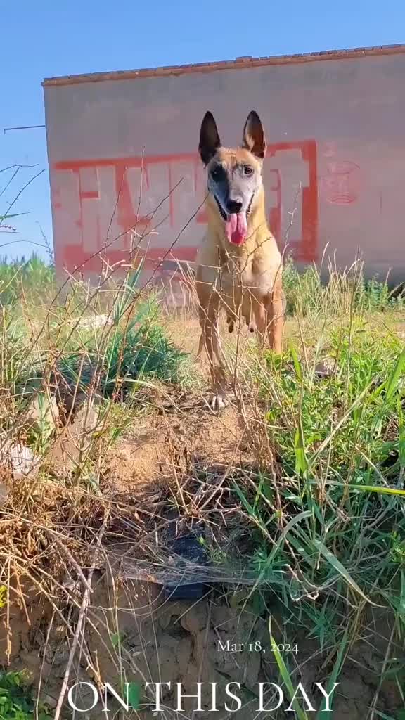 @love pets