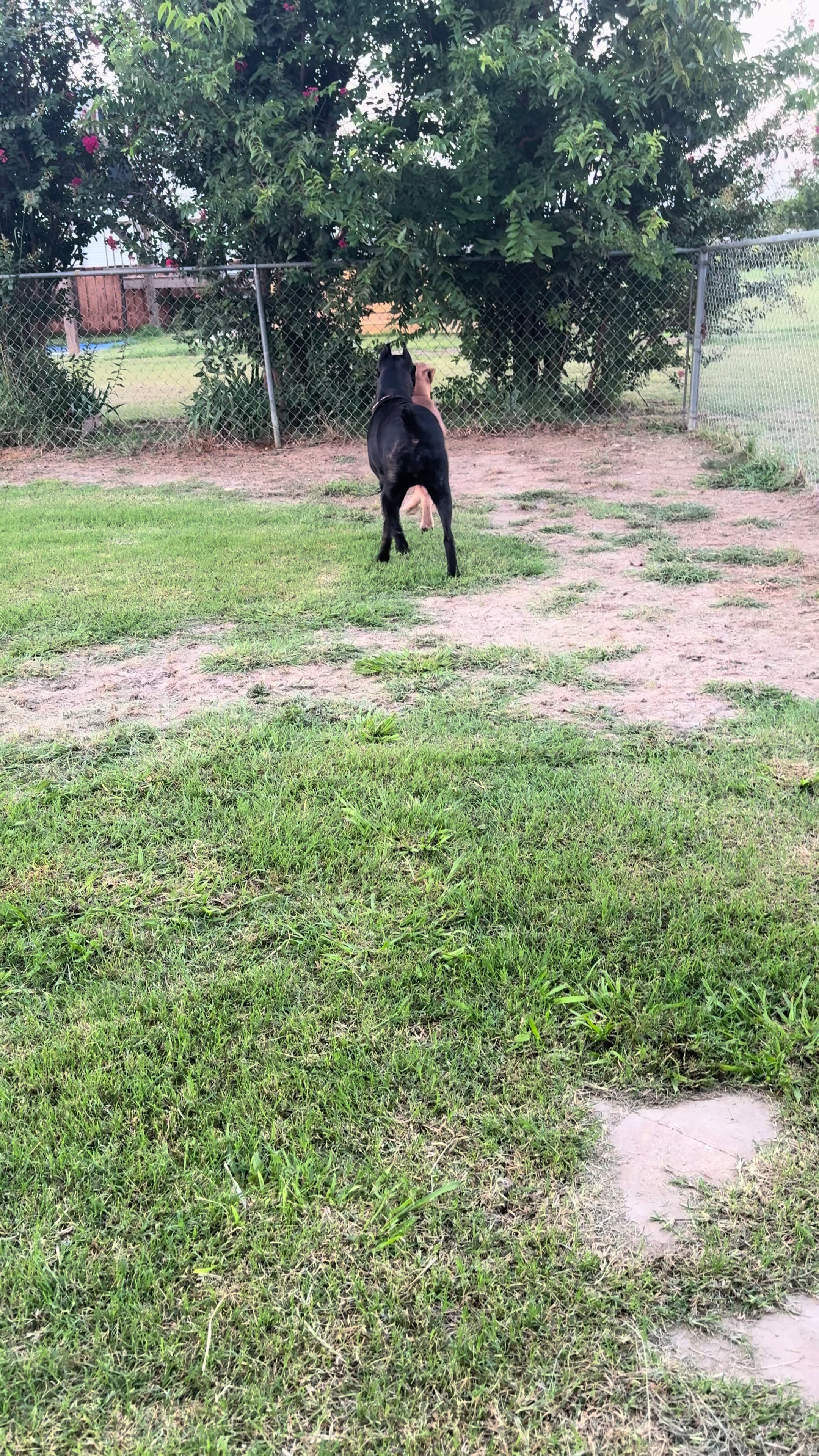@AandMCaneCorsos