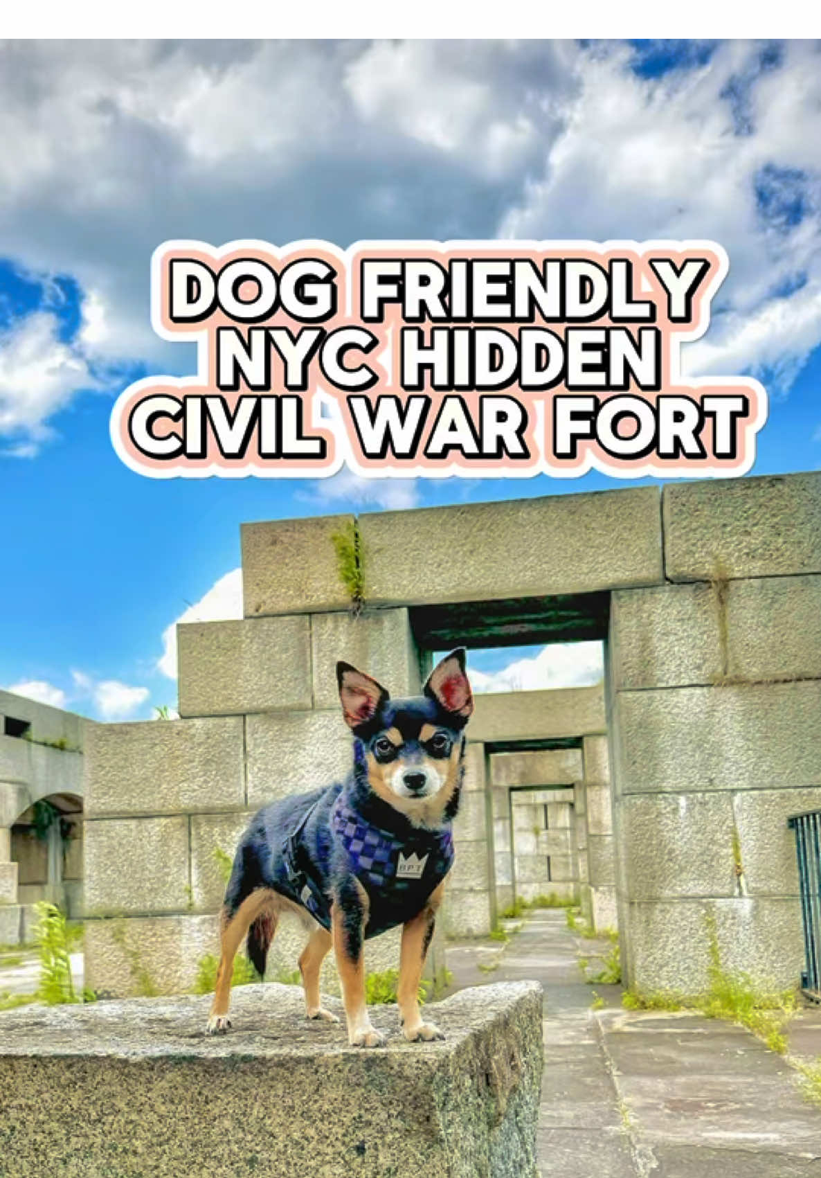 @nycdogadventures