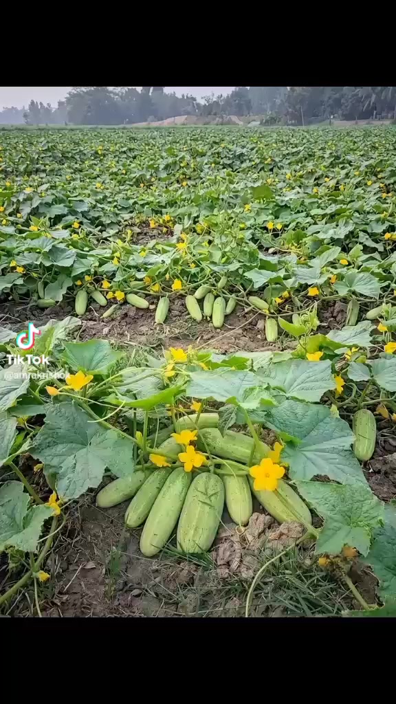 @নিঝুম তারা