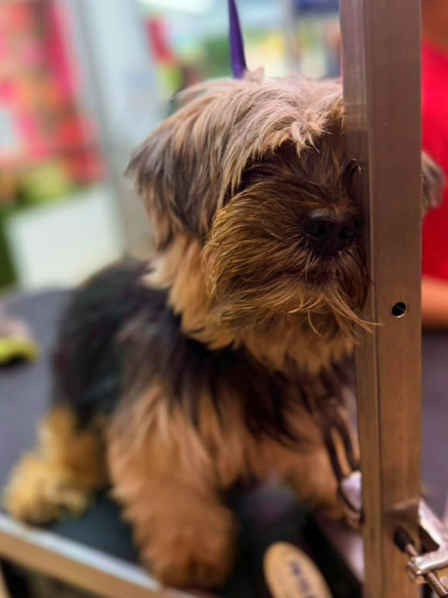 @Petness_Wandererhub