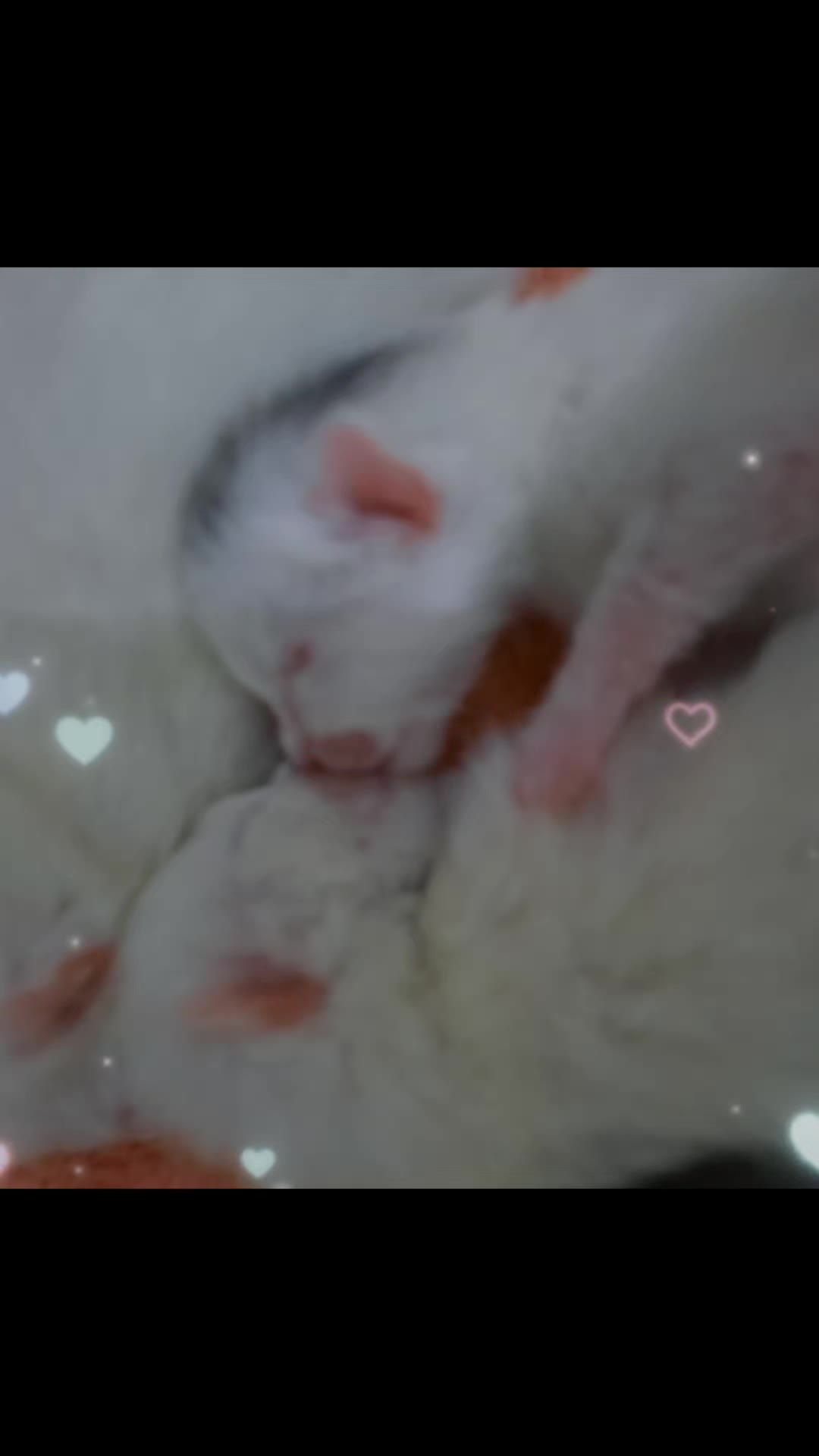 @โö๐โฏ๐๐๐ถ๐๐ถ ๐