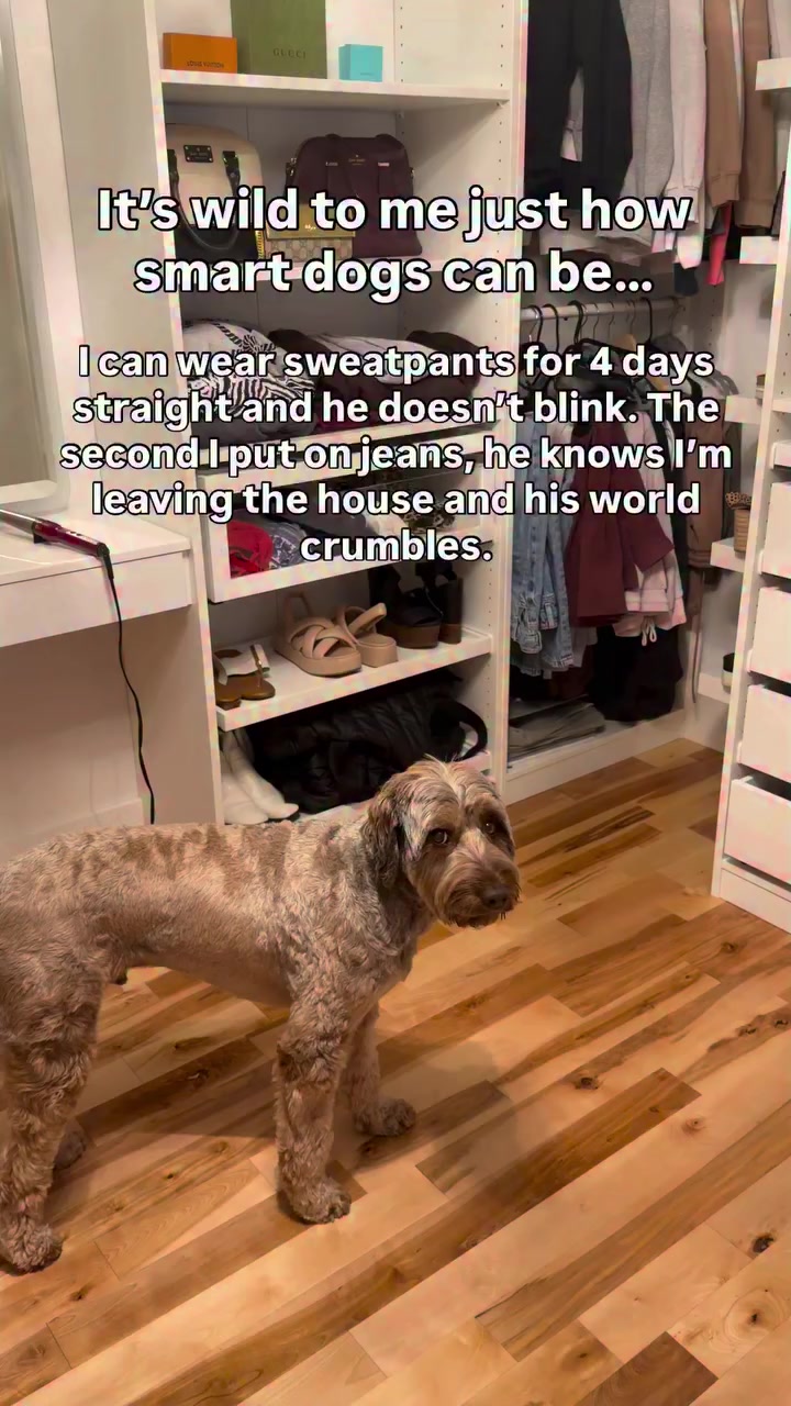 @Dogs Made Simple