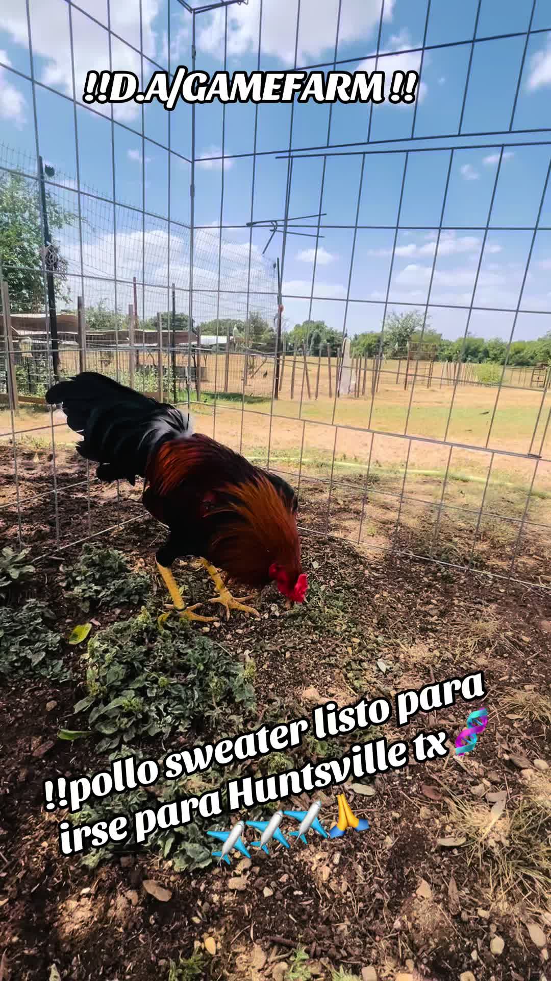 @DAgamefarm