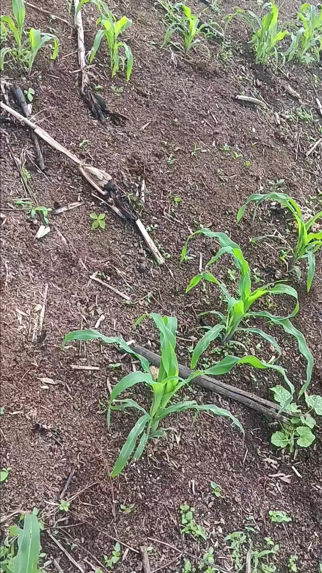 @la millonaria gracias a Dios