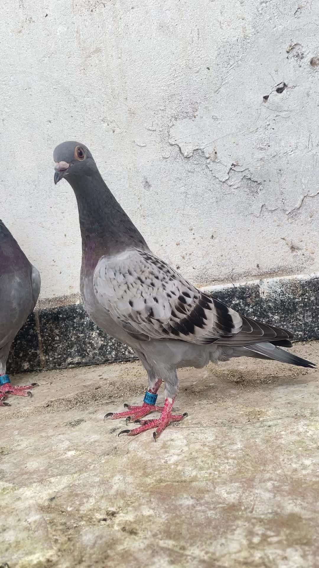 @OMZOLOFT🕊🦜🇸🇳