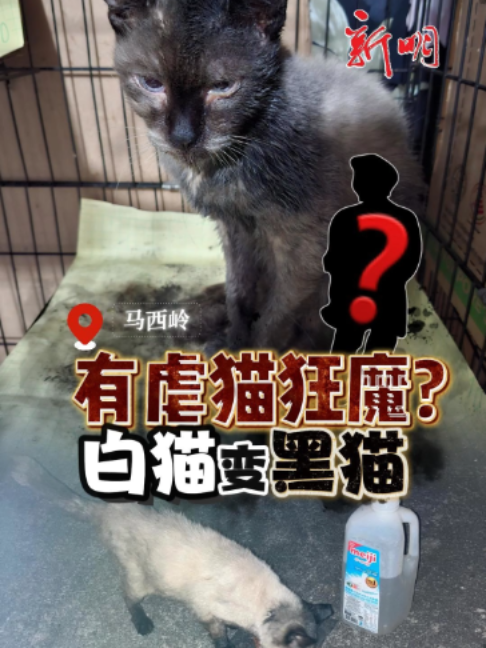 @新明日报