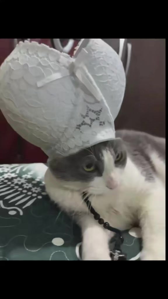 @samy 🐈