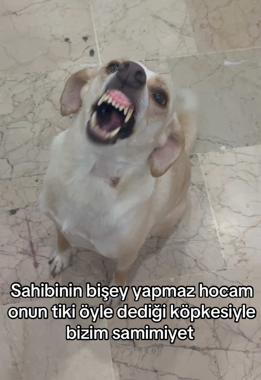 @Beyza🐾
