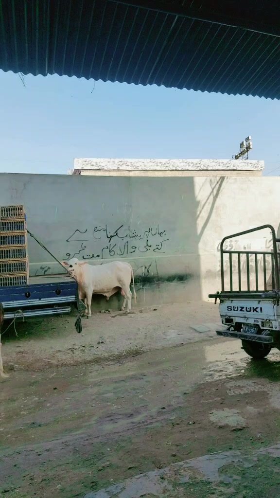 @malik saab