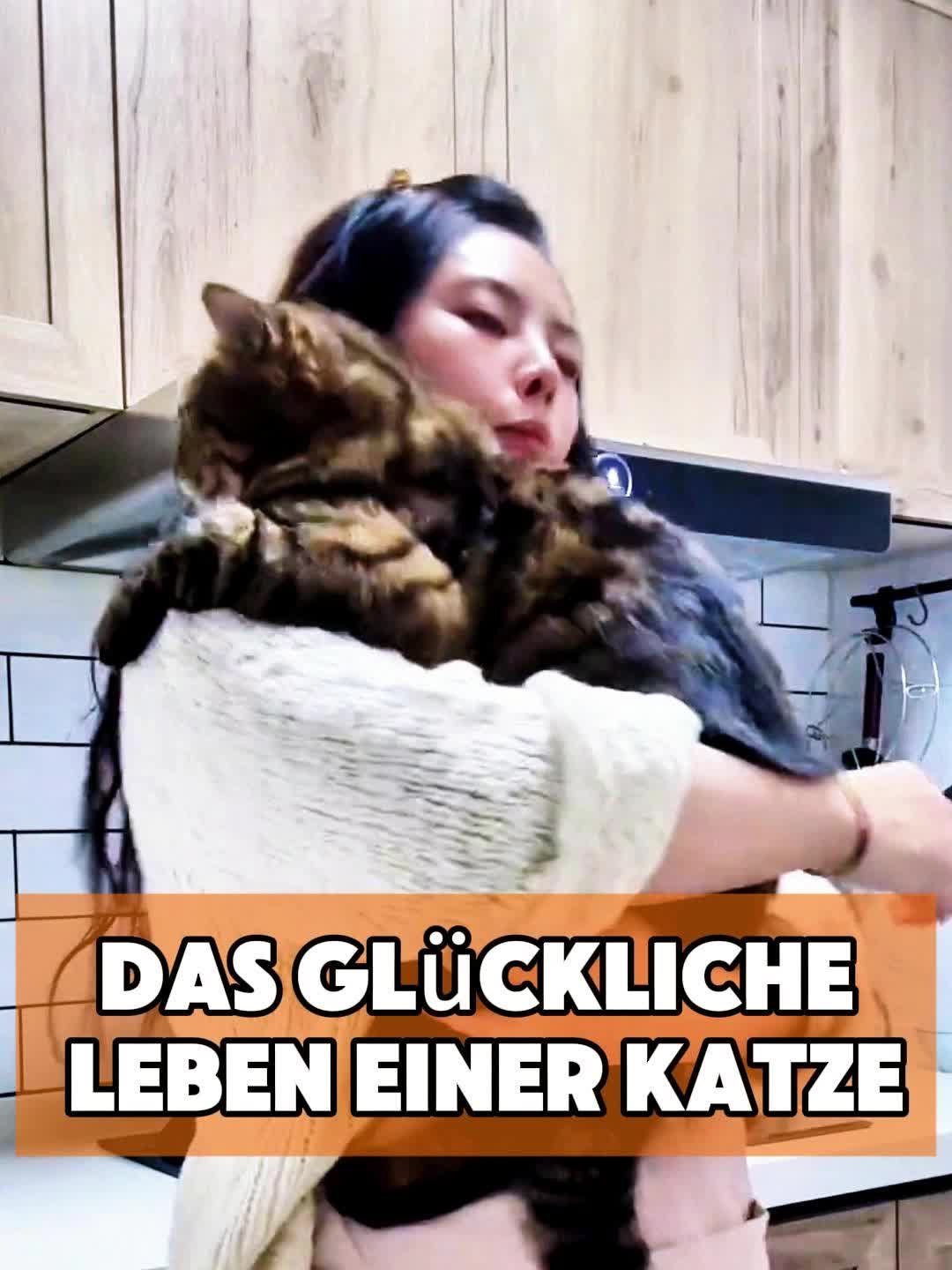@toto_tier