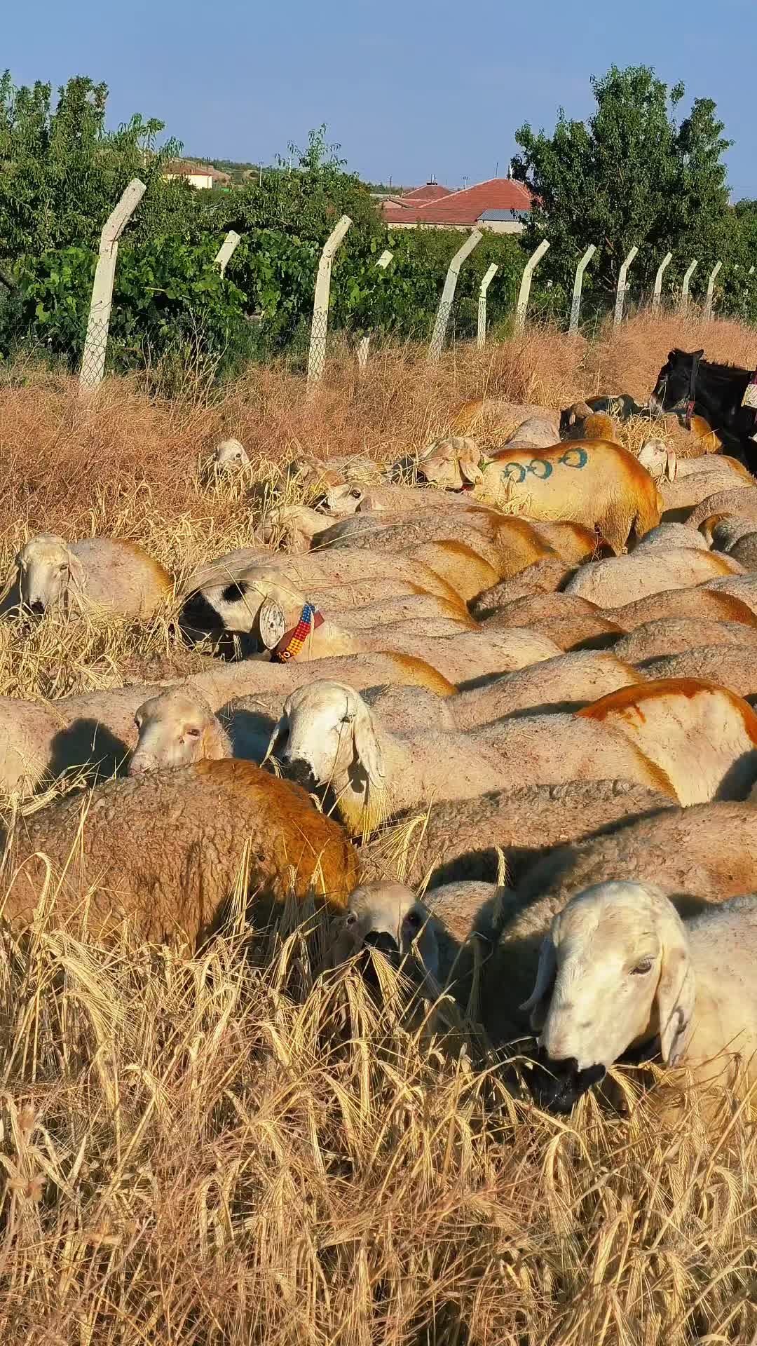 @🔗Aslan🕊️Öztürk🔗