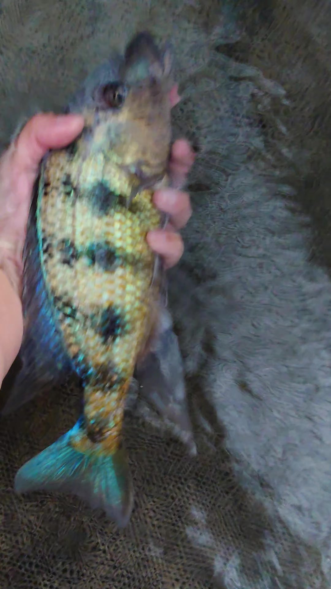 @Long life pet fish co. Ltd
