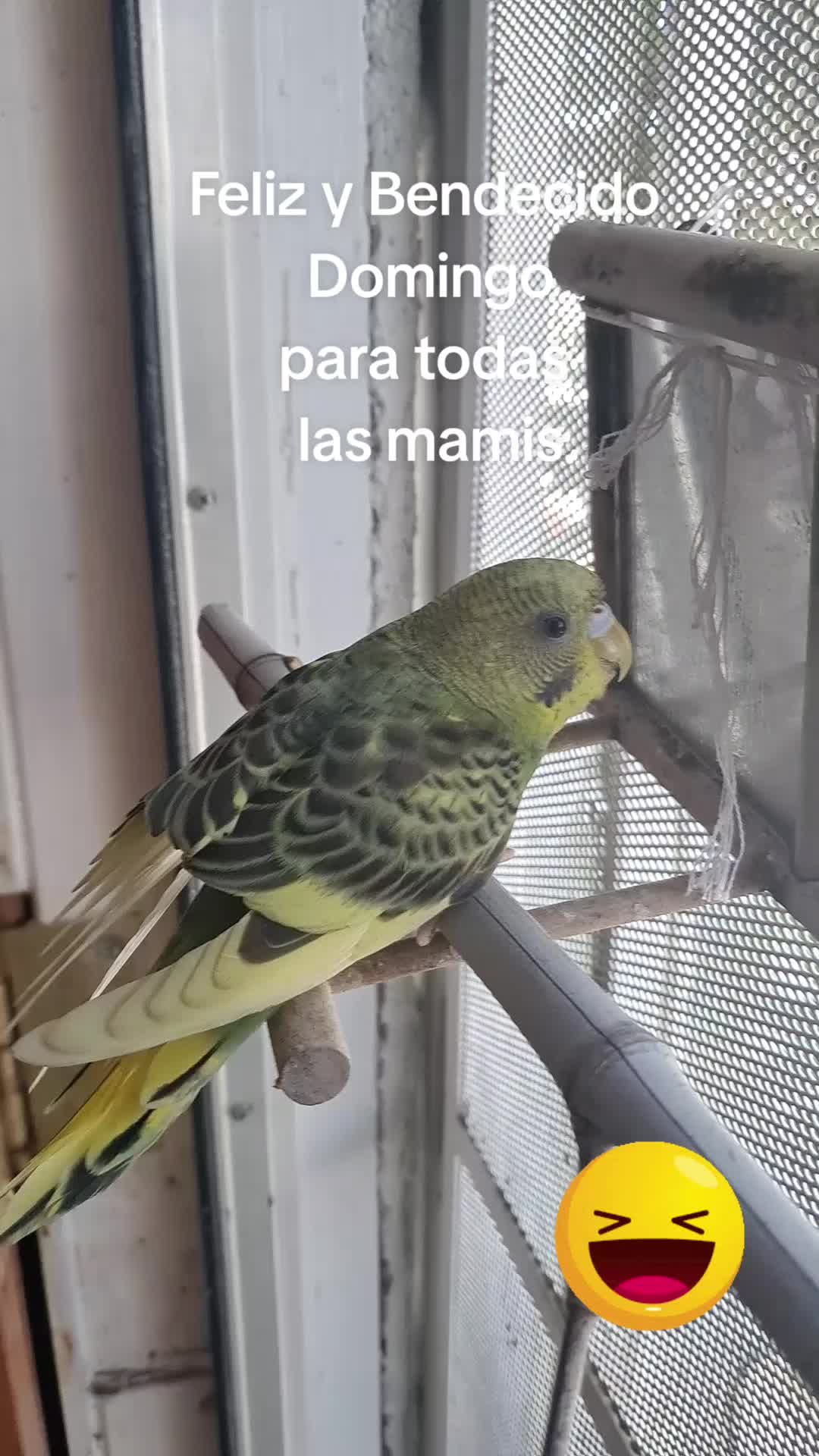 @Ada Madrina
