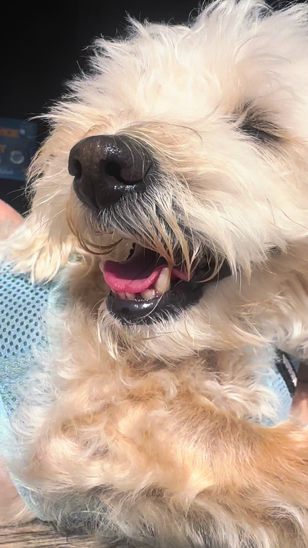 @He Was A PoodleBoi